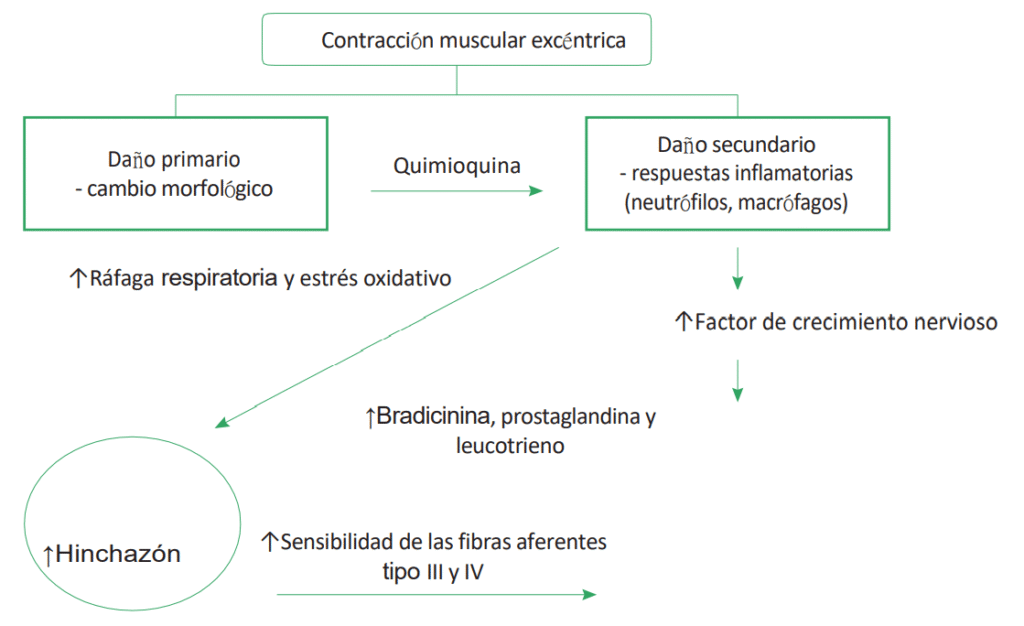 Por que salen las agujetas